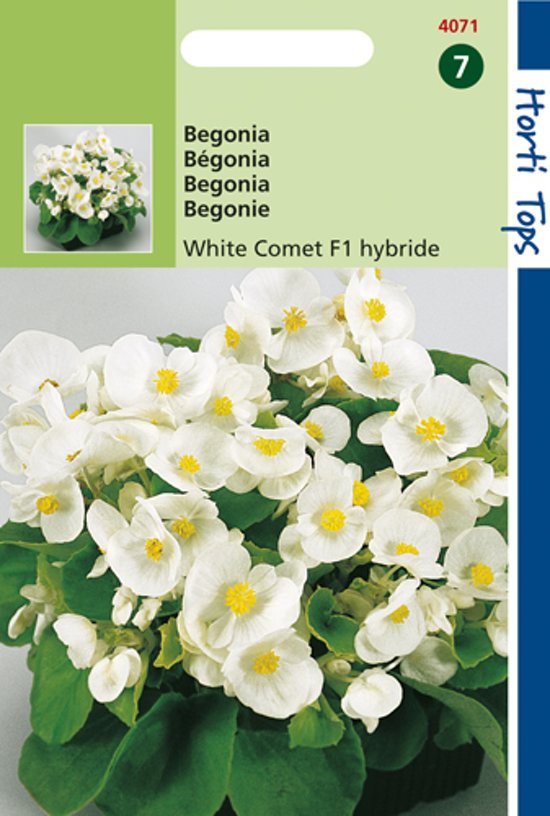 Begonia White Comet F1 - 700 seeds